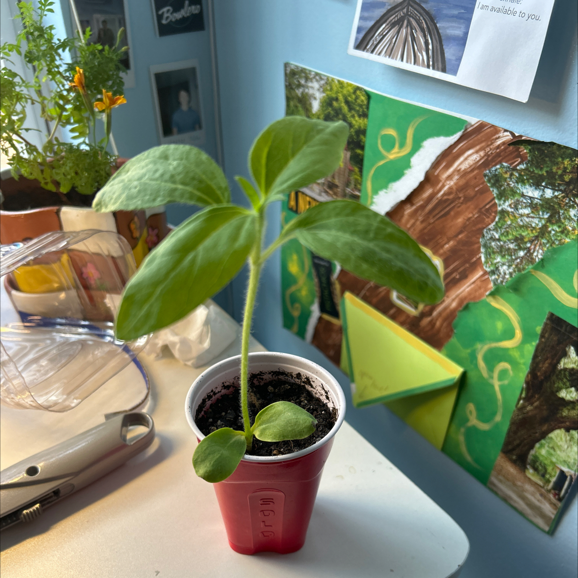 Photo of the plant species American Giant Sunflower by @LushAngelrope69 named Pookie on Greg, the plant care app