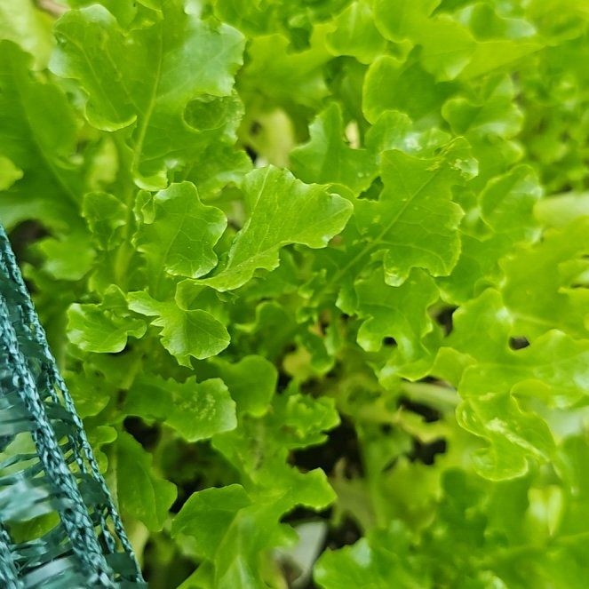 Photo of the plant species Oakleaf Lettuce by @GoodAloevera39 named Lavender on Greg, the plant care app
