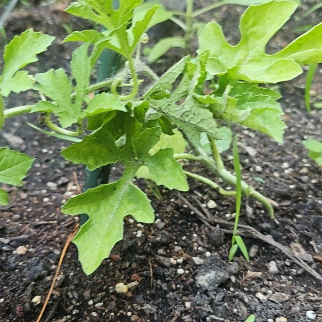 Photo of the plant species Watermelon by @GoodAloevera39 named Naomi on Greg, the plant care app