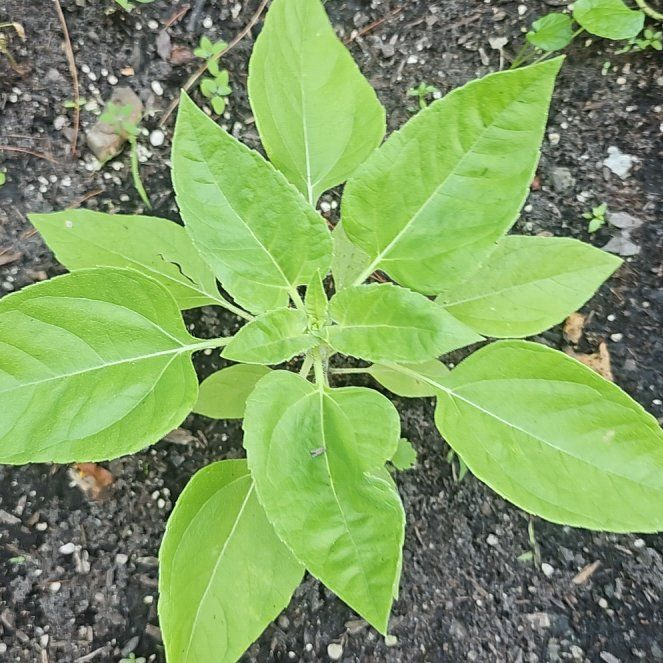 Photo of the plant species Mammoth Sunflower by @GoodAloevera39 named Demi on Greg, the plant care app