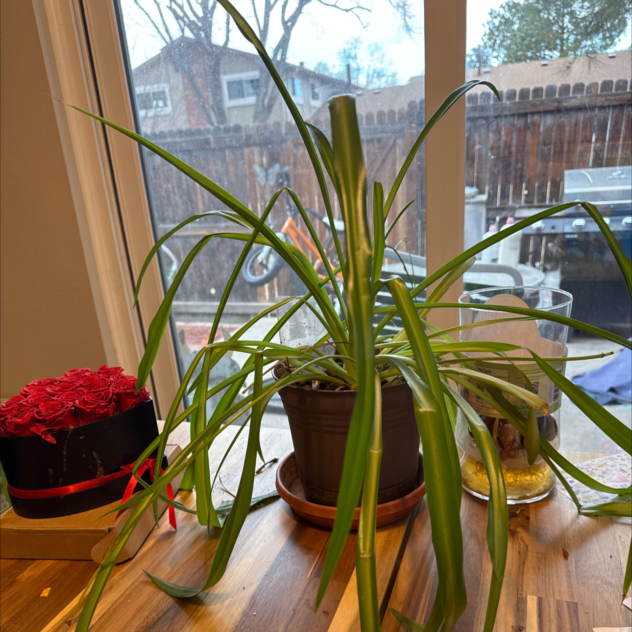 Photo of the plant species Sweet Flag by @CuteArugula58 named Rainier on Greg, the plant care app