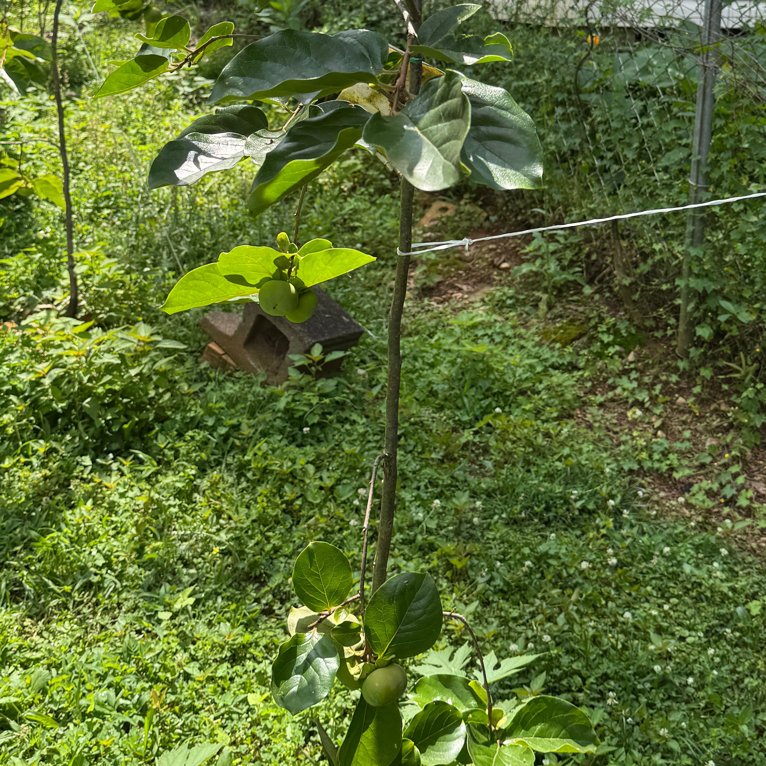 Photo of the plant species Fuyu Persimmon by @DivineBoneset named Persimmon on Greg, the plant care app