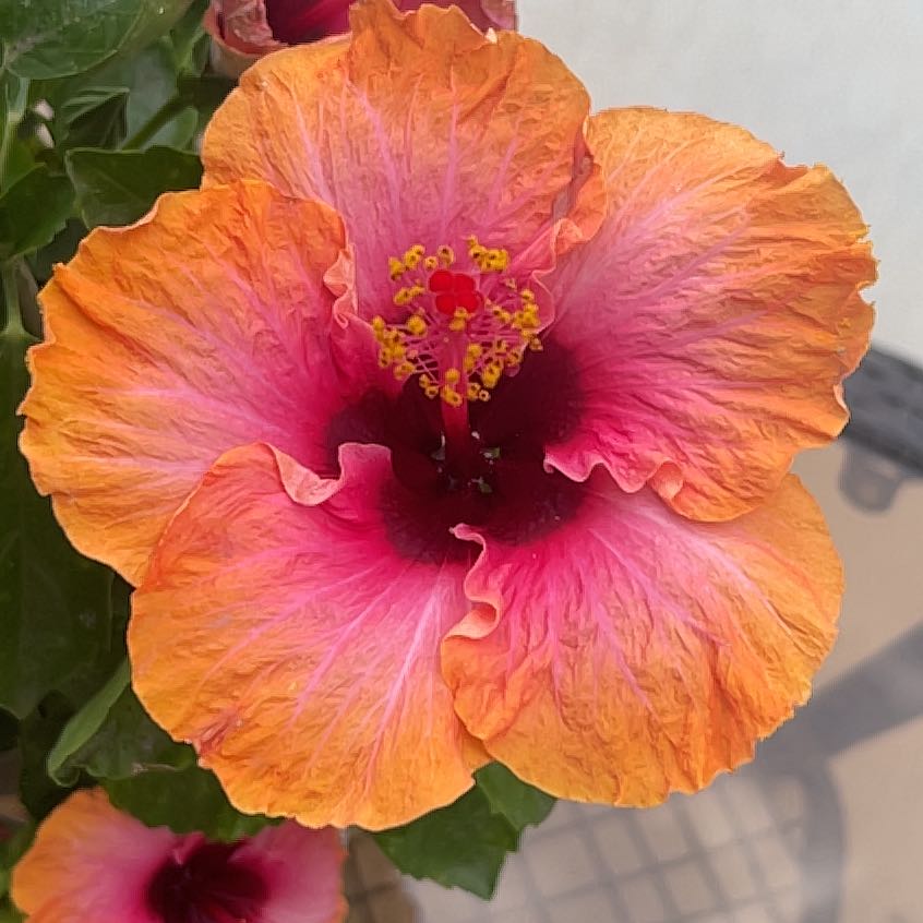 Photo of the plant species Hibiscus 'Erin Rachael' by @TenderDeerfern named Mollie on Greg, the plant care app