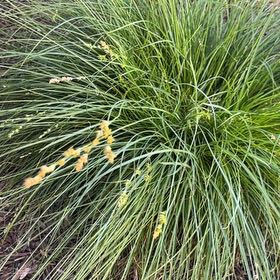Photo of the plant species Texas Sacahuista by @SolidlyOkra90 named Curie on Greg, the plant care app
