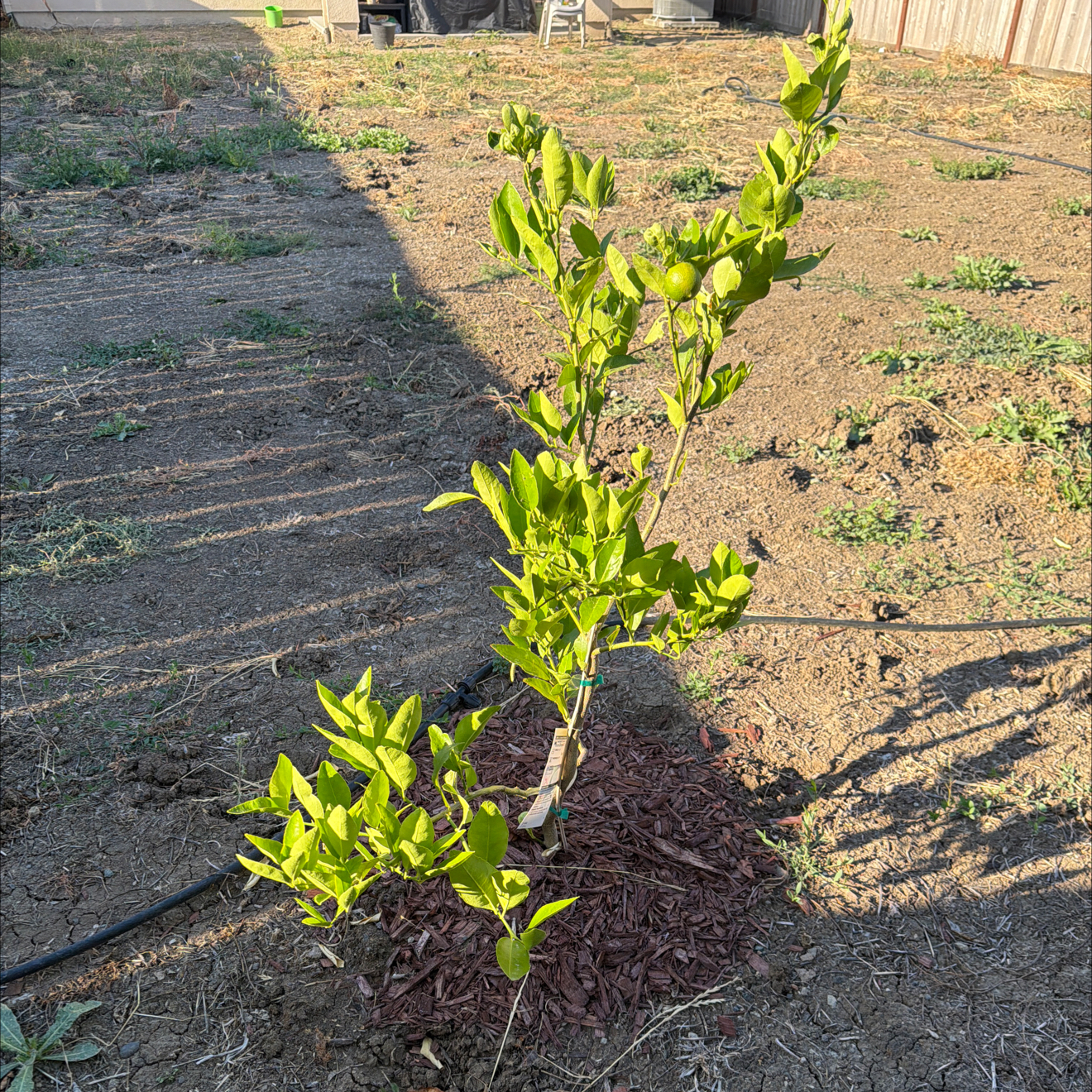 Photo of the plant species Bears Seedless Lime by @SolidlyOkra90 named Tree Diddy on Greg, the plant care app