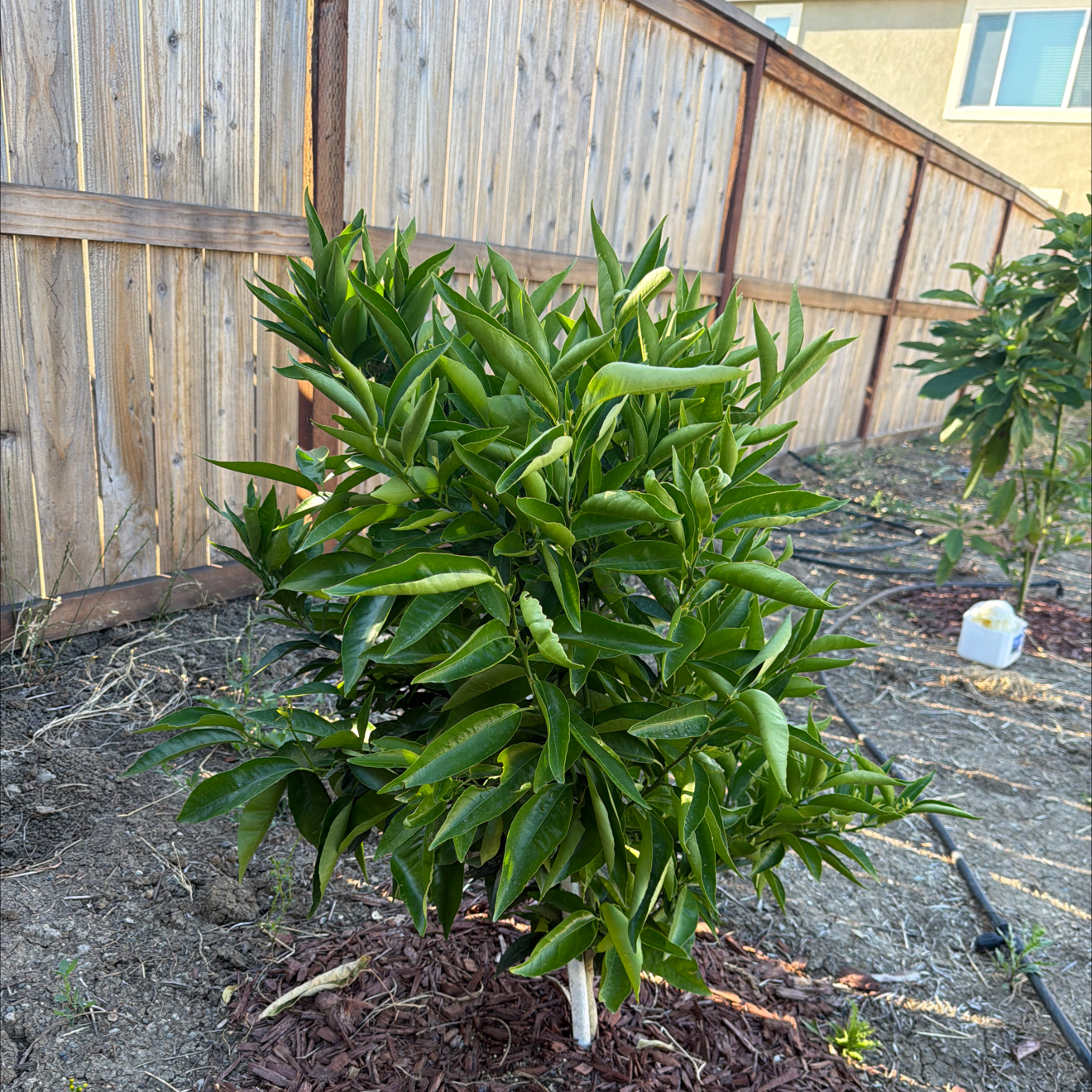 Photo of the plant species Clementine by @SolidlyOkra90 named Bieber on Greg, the plant care app
