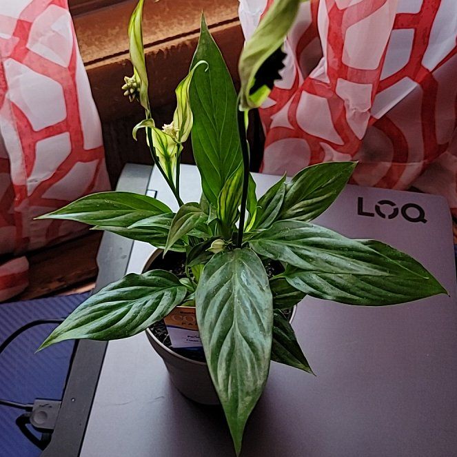 Photo of the plant species Parlor Palm by @JocoseCodiaeum8 named Denali on Greg, the plant care app