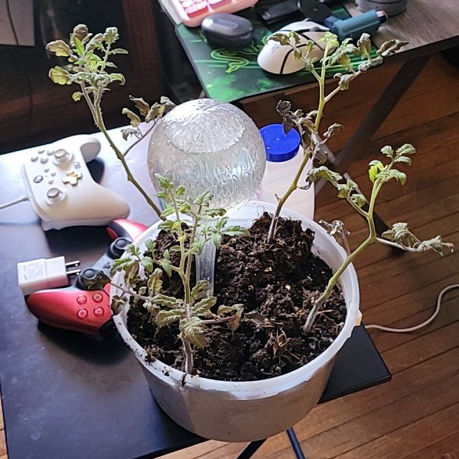 Photo of the plant species Tomato 'Super Sweet 100' by @JocoseCodiaeum8 named Sanders on Greg, the plant care app