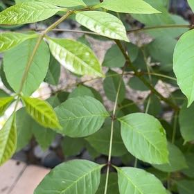 Photo of the plant species Tropical Ash by @WiredMingfern98 named Darwin on Greg, the plant care app