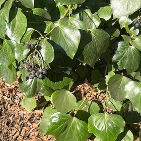 Photo of the plant species Canarian Ivy by @WiredMingfern98 named Prince on Greg, the plant care app