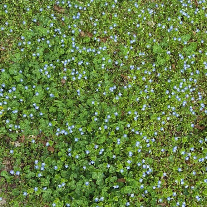 Photo of the plant species Birdeye Speedwell by @StarEarthstar93 named Zeus on Greg, the plant care app