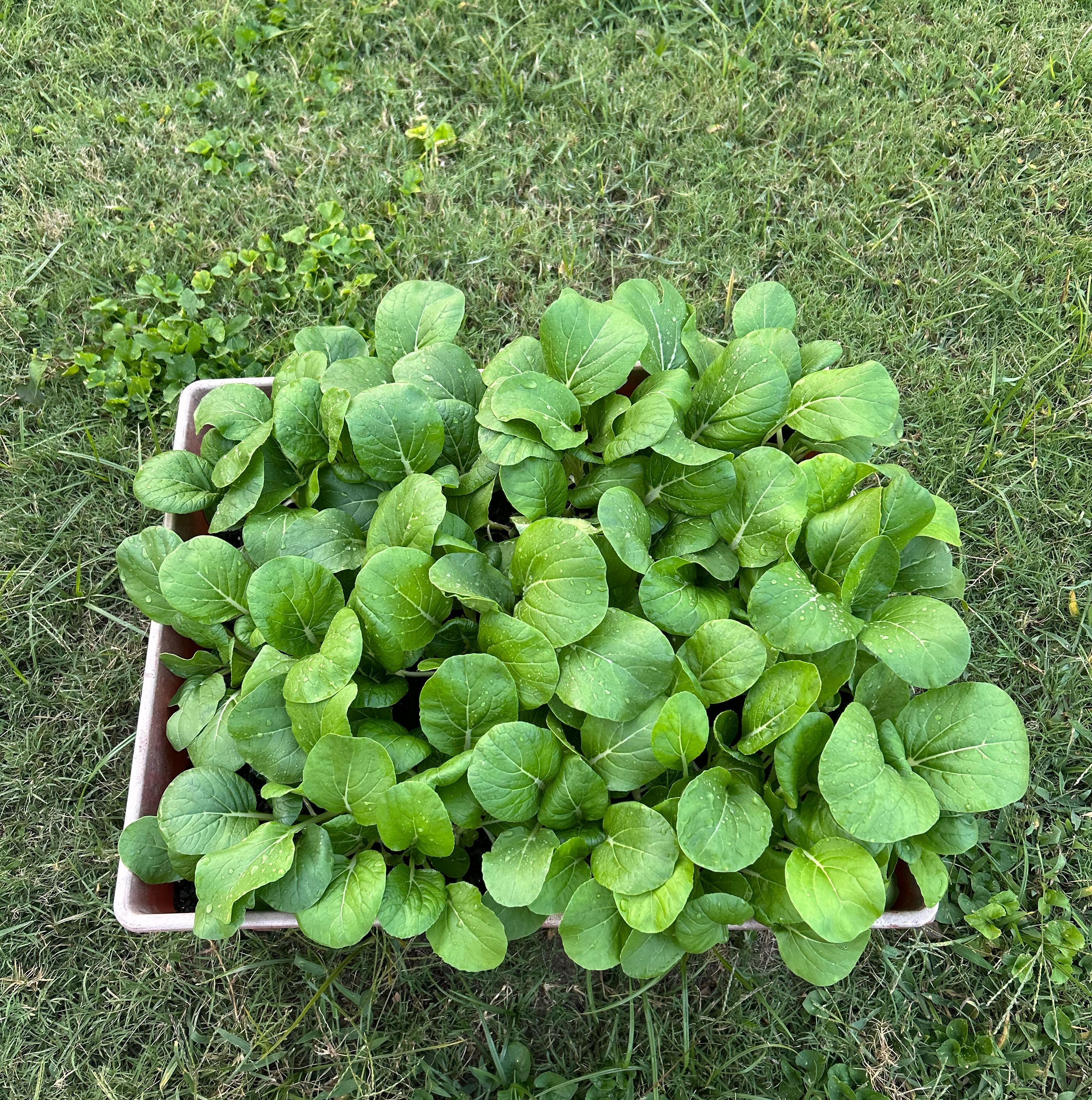 Photo of the plant species Garden Yellow Rocket by @SpecialRadish91 named Emerson on Greg, the plant care app