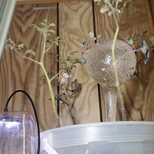 Photo of the plant species Tomato 'Super Sweet 100' by @CordialRedsky66 named Captain Plant-it on Greg, the plant care app