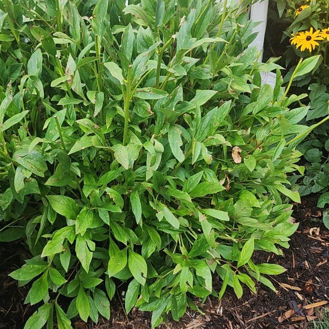 Photo of the plant species Mountain Bluet by @VividToropapa22 named Clooney on Greg, the plant care app