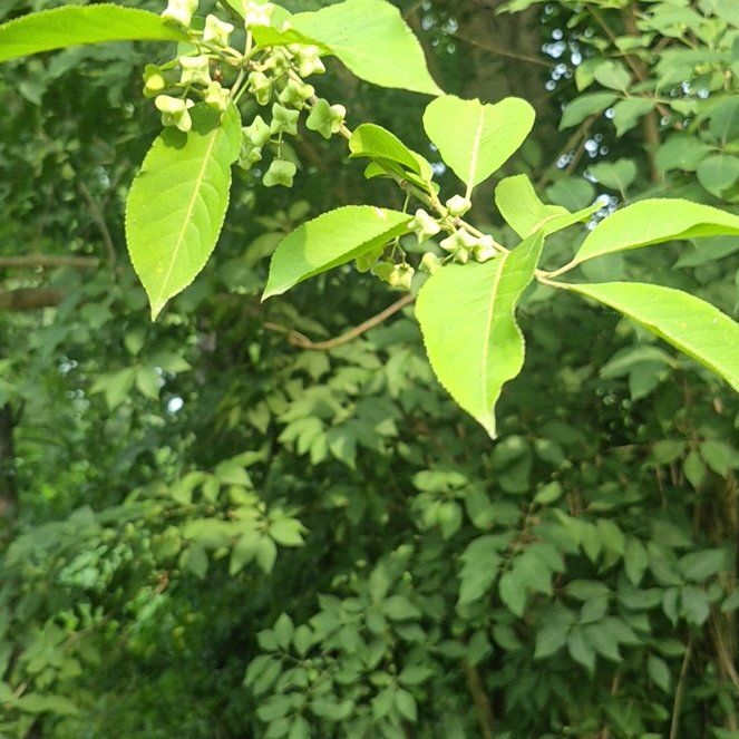 Photo of the plant species Bird Cherry by @DotingRedpanama named Willow on Greg, the plant care app