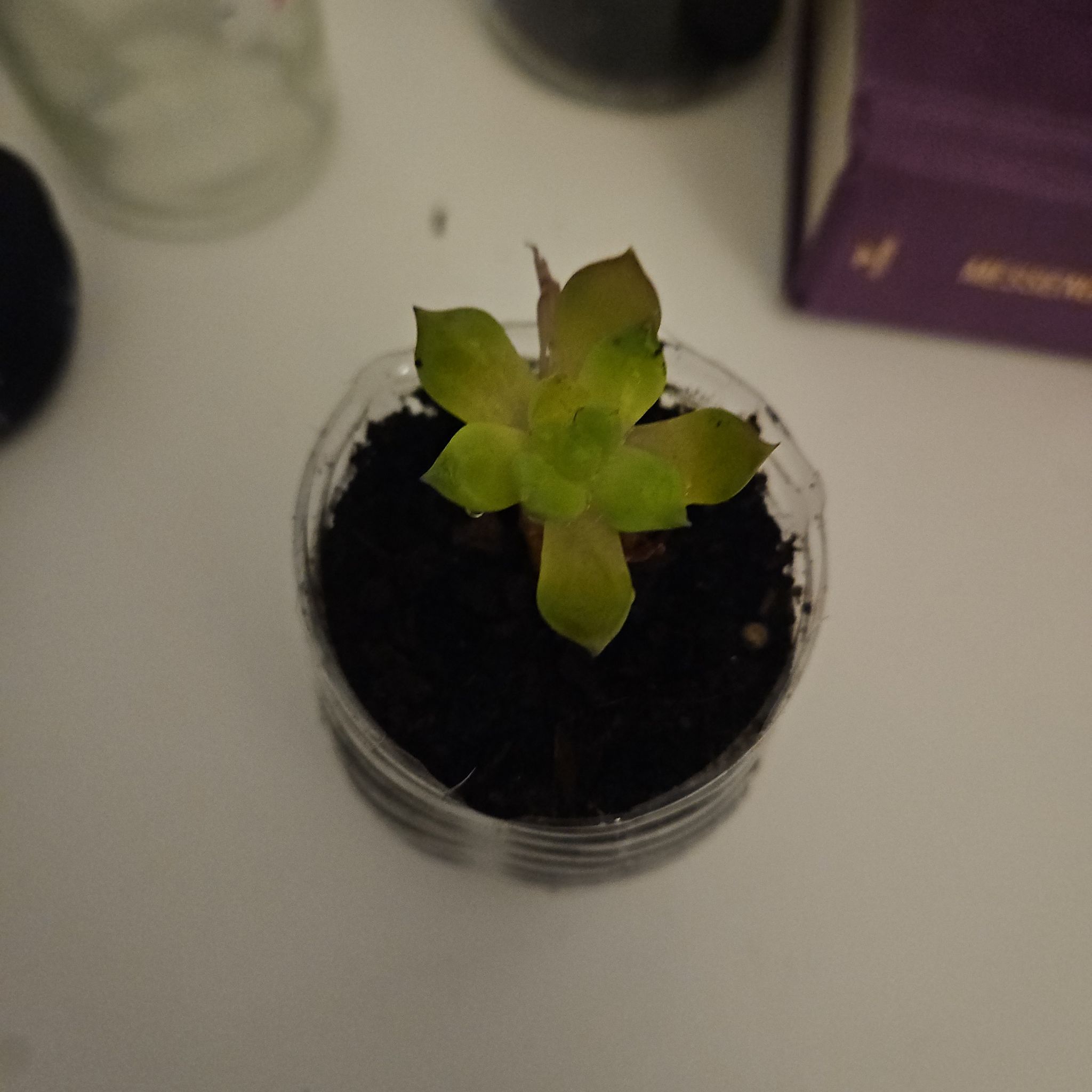 Photo of the plant species Echeveria 'Sleepy™' by @WorthyVetiver named aster on Greg, the plant care app