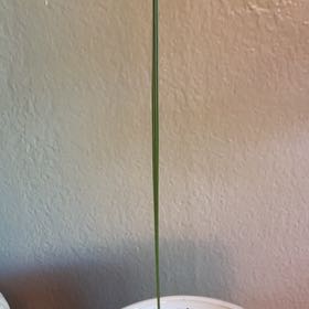 Photo of the plant species Cretan Date Palm by @ProFringedrue26 named Emerson on Greg, the plant care app