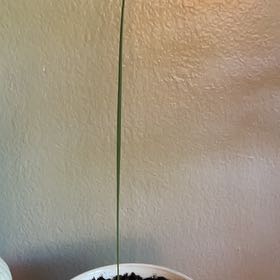 Photo of the plant species Mazari Palm by @ProFringedrue26 named Peter Parker on Greg, the plant care app