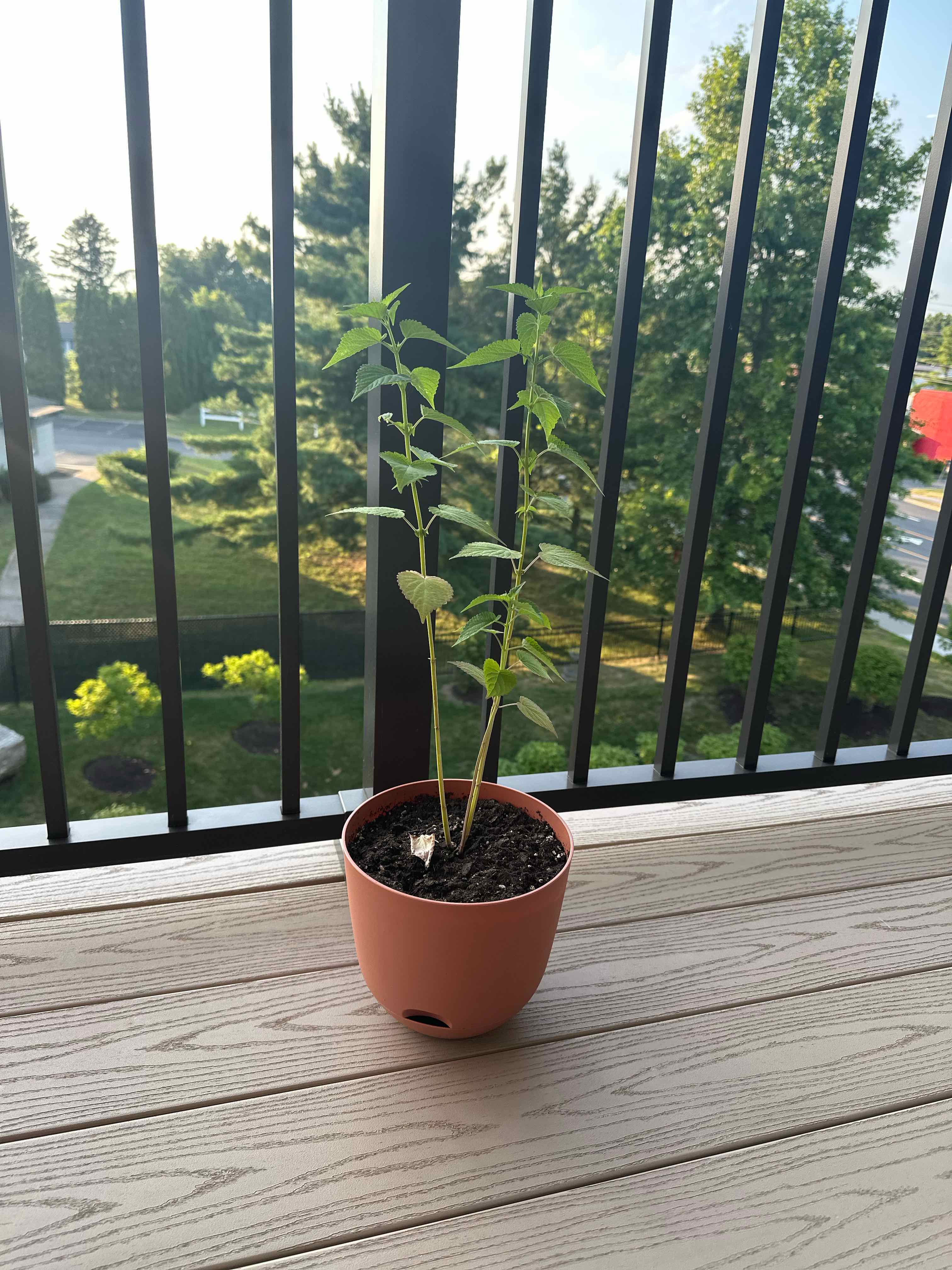 Lil’ Guy
