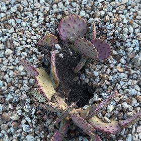 Photo of the plant species Black-Spined Prickly Pear by @SavvyMarimo69 named Emerson on Greg, the plant care app
