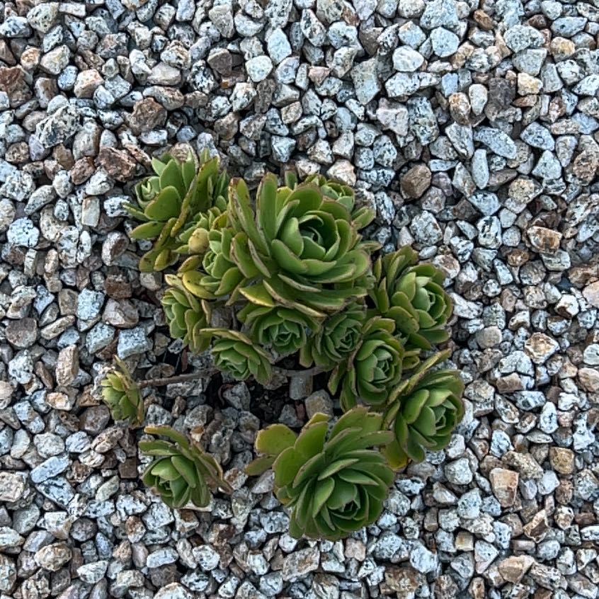 Photo of the plant species Green Duncecap by @SavvyMarimo69 named Kylie on Greg, the plant care app