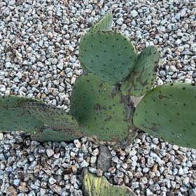 Photo of the plant species Snow Bunny by @SavvyMarimo69 named Einstein on Greg, the plant care app