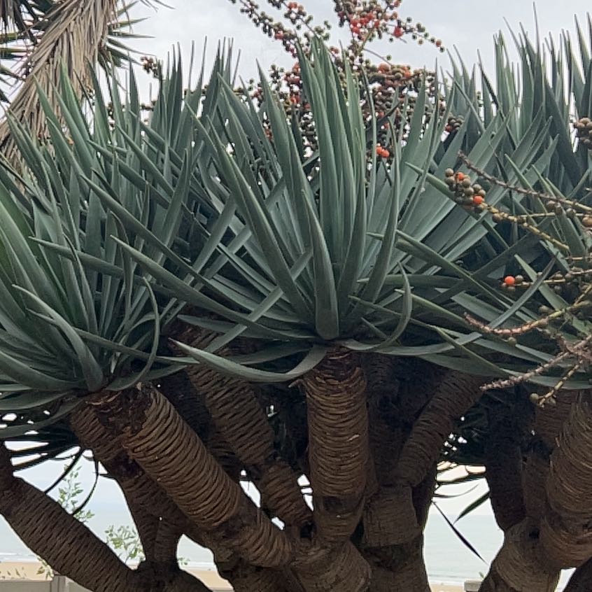 Photo of the plant species Canary Island Dragon Tree by @SavvyMarimo69 named Captain Plant-it on Greg, the plant care app