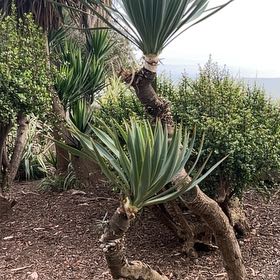 Photo of the plant species Dwarf Palmetto by @SavvyMarimo69 named Naomi on Greg, the plant care app