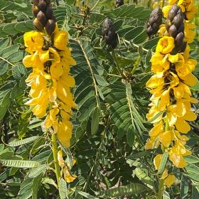 Photo of the plant species African Senna by @SavvyMarimo69 named Messi on Greg, the plant care app