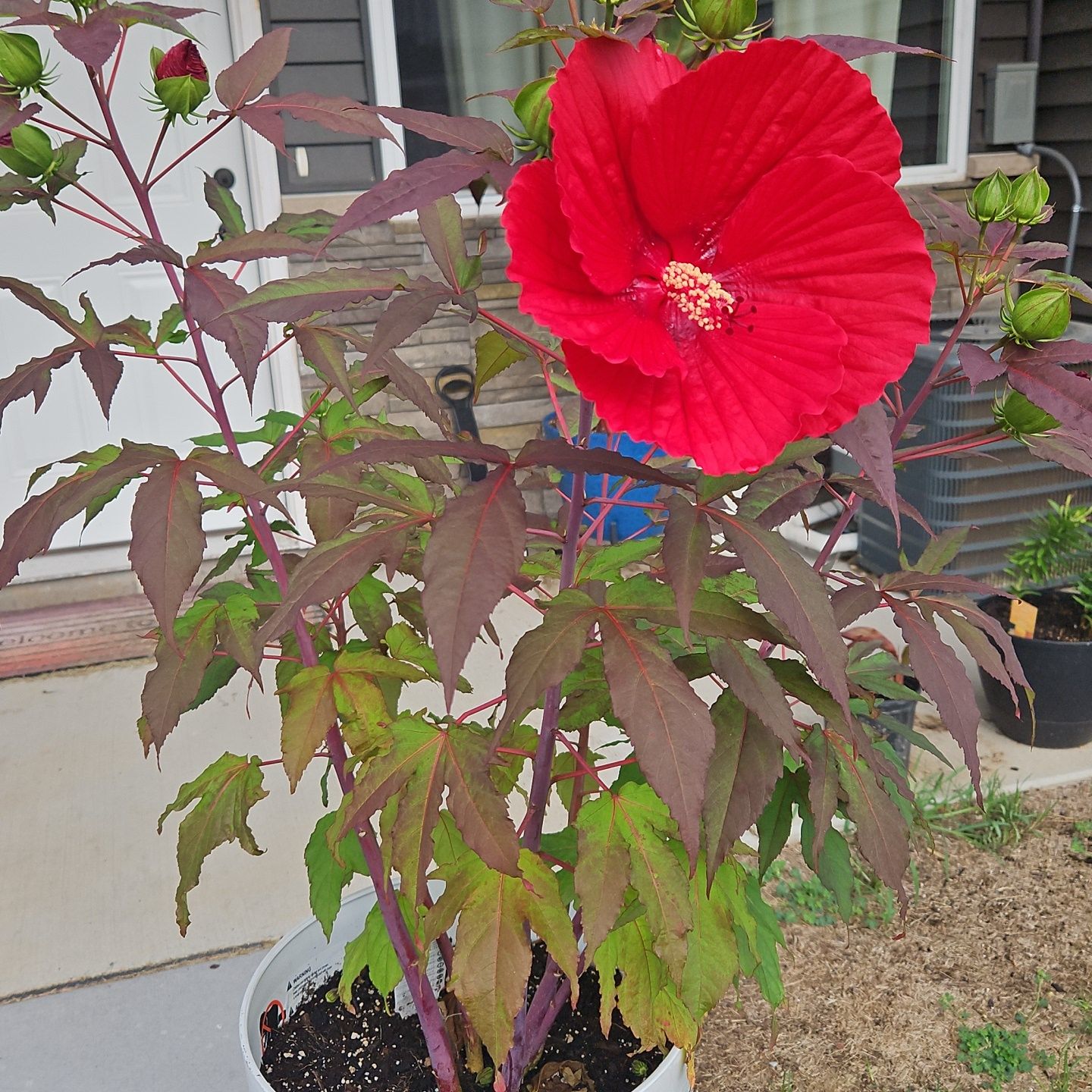 Photo of the plant species Hibiscus 'Midnight Marvel' by @TryViszsla14 named Midnight marvel on Greg, the plant care app