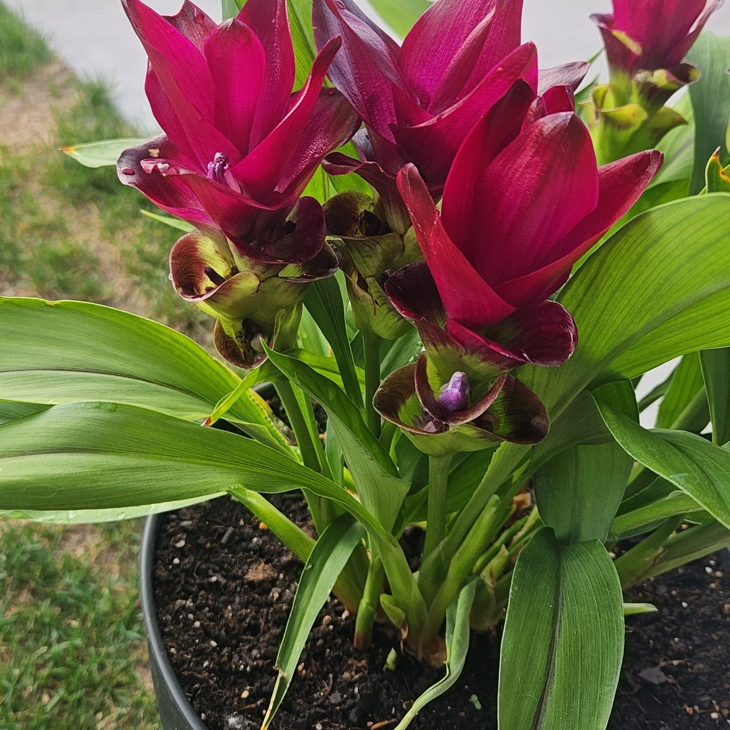 Photo of the plant species Curcuma 'Ruby' by @TryViszsla14 named Duke on Greg, the plant care app