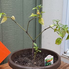 Photo of the plant species Tomatillo 'Toma Verde' by @BreezyPokaka75 named LiloStitch on Greg, the plant care app