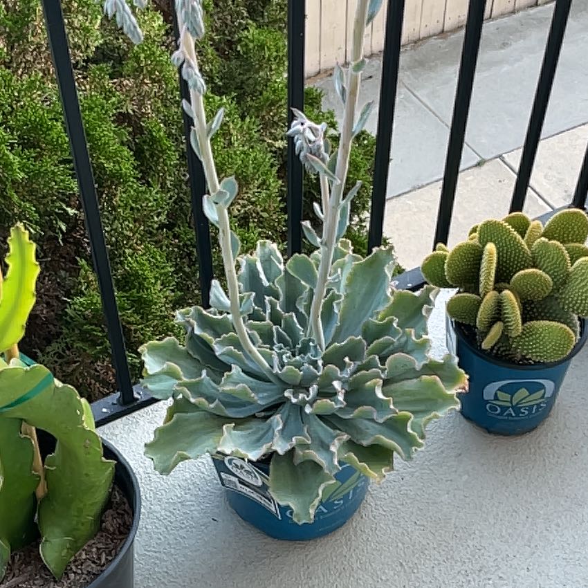Photo of the plant species Echeveria Hawaii by @HipRedrose1 named Walt on Greg, the plant care app