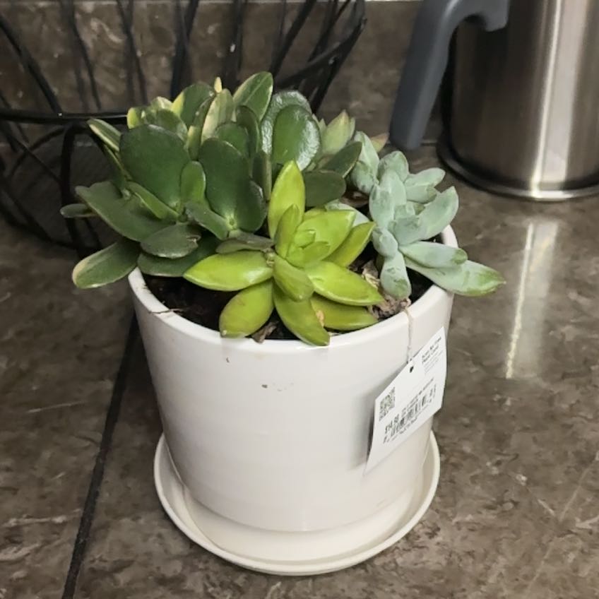 Plant care for Angolan Sesame on Greg, the plant care app