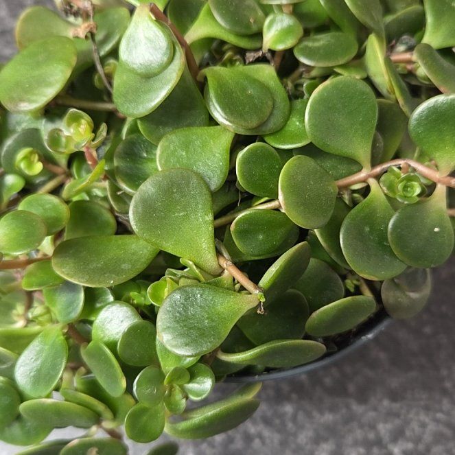 Photo of the plant species Sedum 'Himalayan Skies' by @EarthlyCentro named Naomi on Greg, the plant care app