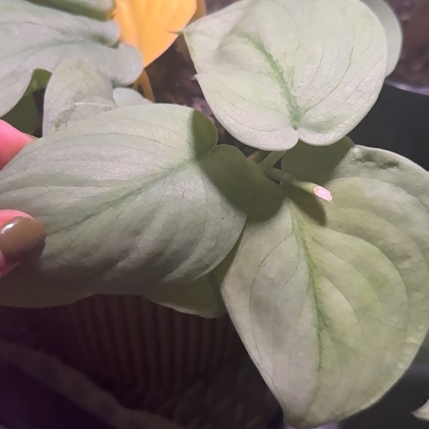 Photo of the plant species Epipremnum by @TidyDovetree19 named Morgan Treeman on Greg, the plant care app