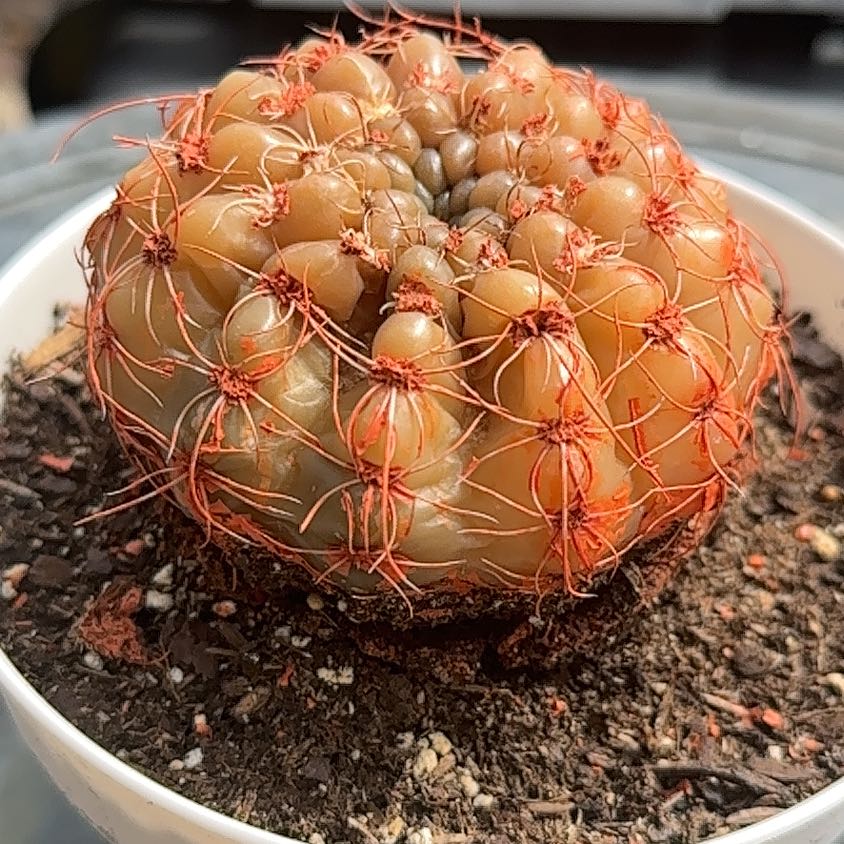 Photo of the plant species Rambutan by @ElegantAssamtea named Anne on Greg, the plant care app