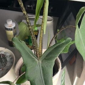 Photo of the plant species Alocasia tigrina by @RSinn named Doja Cat on Greg, the plant care app