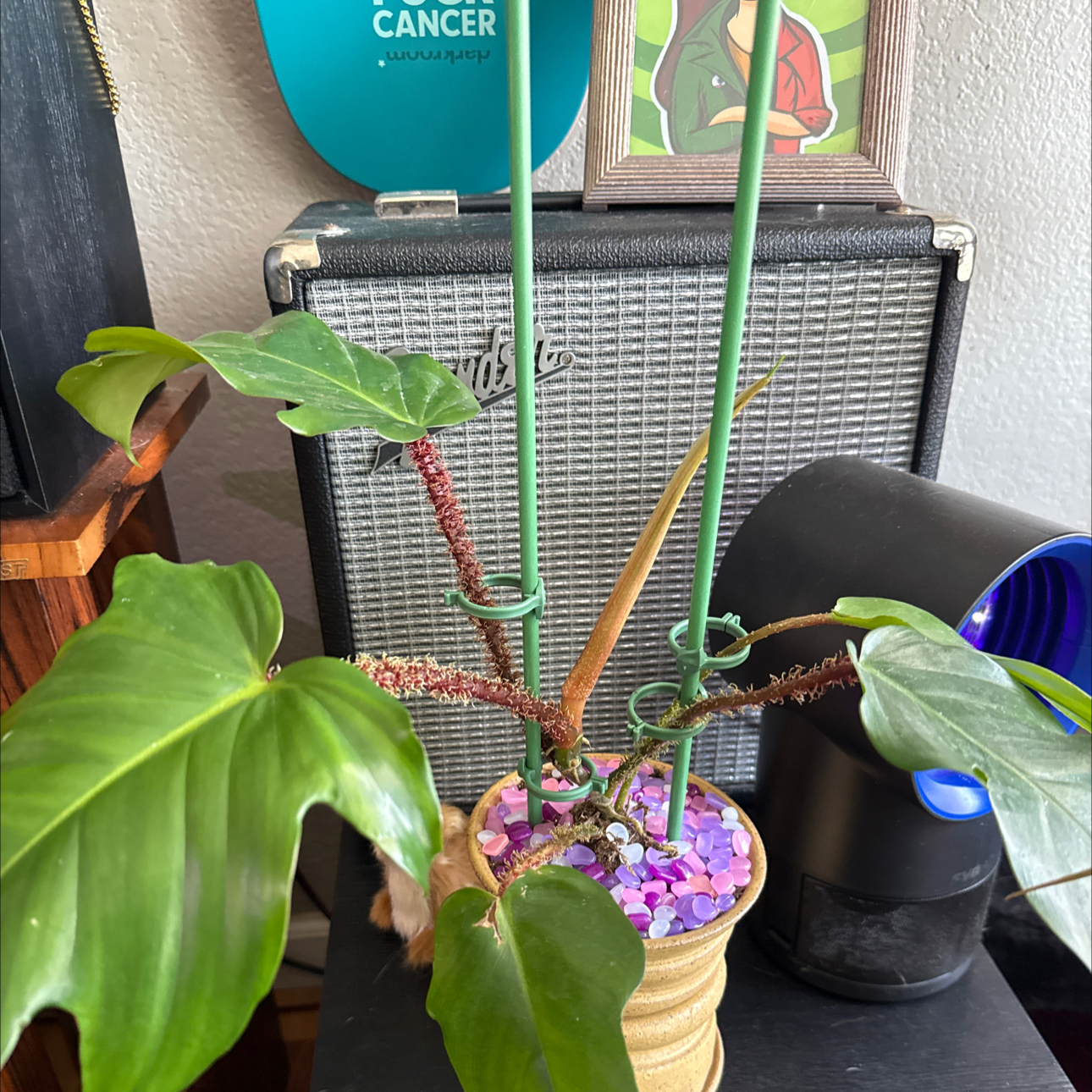 Photo of the plant species red bristle philodendendrum by @RSinn named Treeyoncé on Greg, the plant care app
