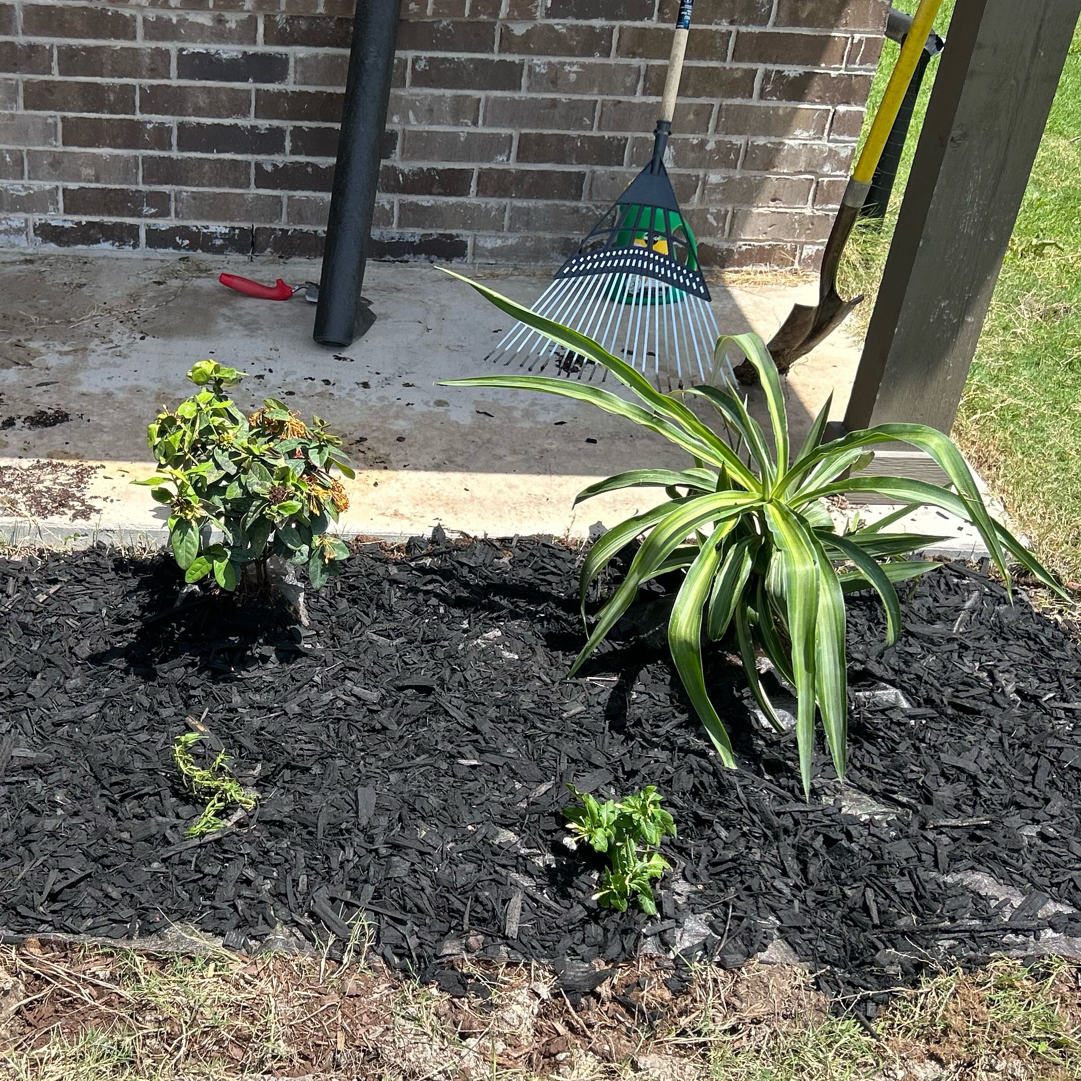 Photo of the plant species Variegated Yucca by @MotherTeatree18 named Surya on Greg, the plant care app
