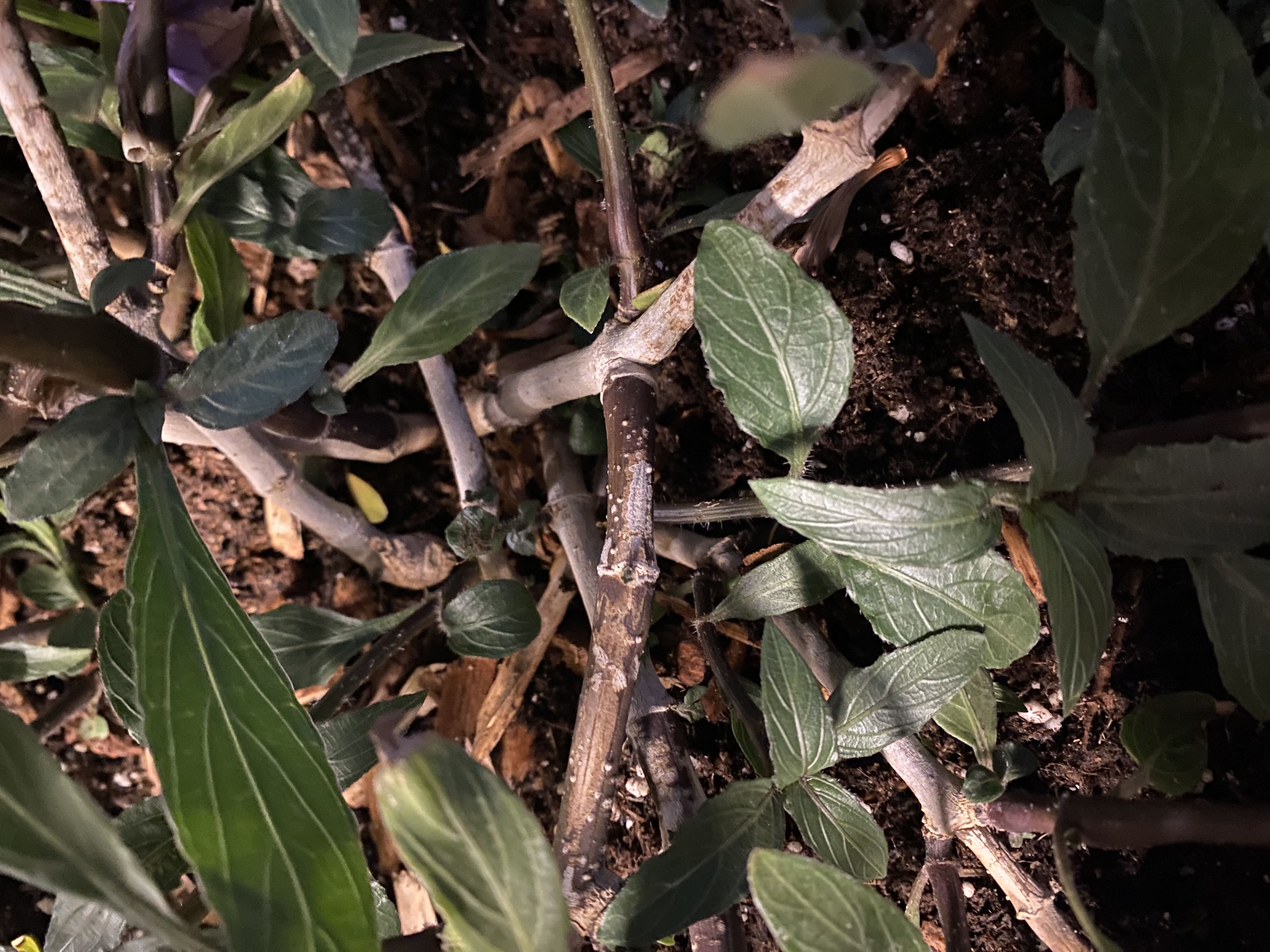 Any idea why these branches look white?