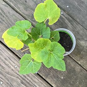 Photo of the plant species Miniature Pumpkin by @PeppySiamsilver named Walt on Greg, the plant care app