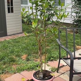 Photo of the plant species Hibiscus Tree by @LadyPaleflax60 named Bodhi on Greg, the plant care app