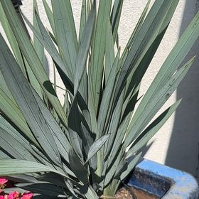 Photo of the plant species Dianella 'Clarity Blue' by @DaringRosea4 named Eva on Greg, the plant care app