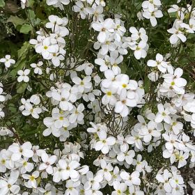Photo of the plant species Mountain Sandwort by @StackedMango80 named Winston on Greg, the plant care app