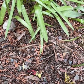Photo of the plant species Wild Ramp by @StackedMango80 named Tolkien on Greg, the plant care app