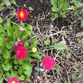 Photo of the plant species Globe Amaranth by @StackedMango80 named Emerson on Greg, the plant care app
