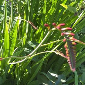 Photo of the plant species Chasmanthe Floribunda by @StackedMango80 named Naomi on Greg, the plant care app