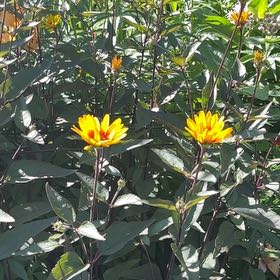 Photo of the plant species Jerusalem Artichoke by @StackedMango80 named Dax on Greg, the plant care app