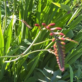Photo of the plant species Chasmanthe Floribunda by @StackedMango80 named Planty on Greg, the plant care app